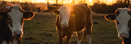 GANADERÍA, INDUSTRIA AVÍCOLA Y LECHERÍAS